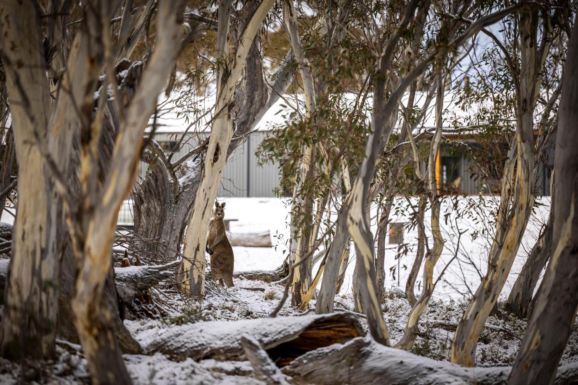 Big Yard Escapes - Two Off-Grid Tiny Houses On The Mowamba River Jindabyne Exterior foto